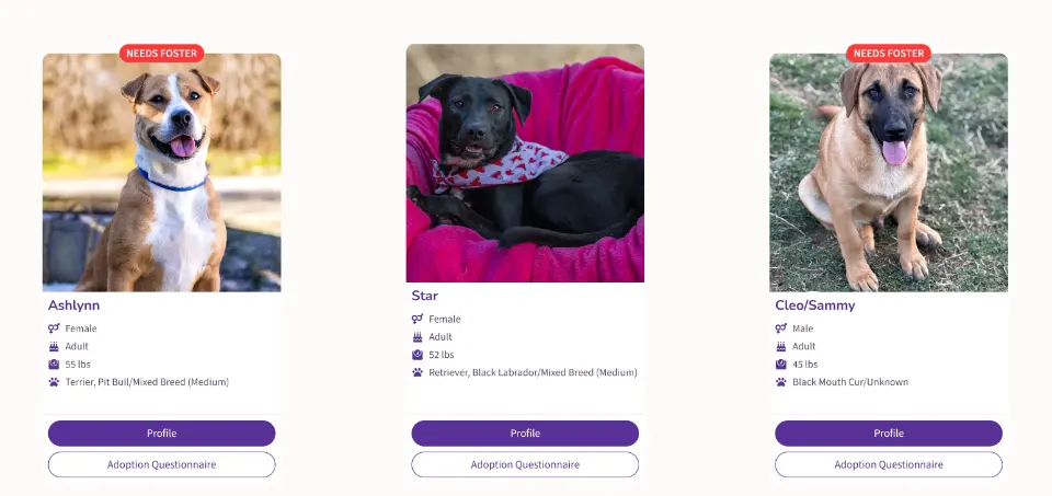 Dog profile